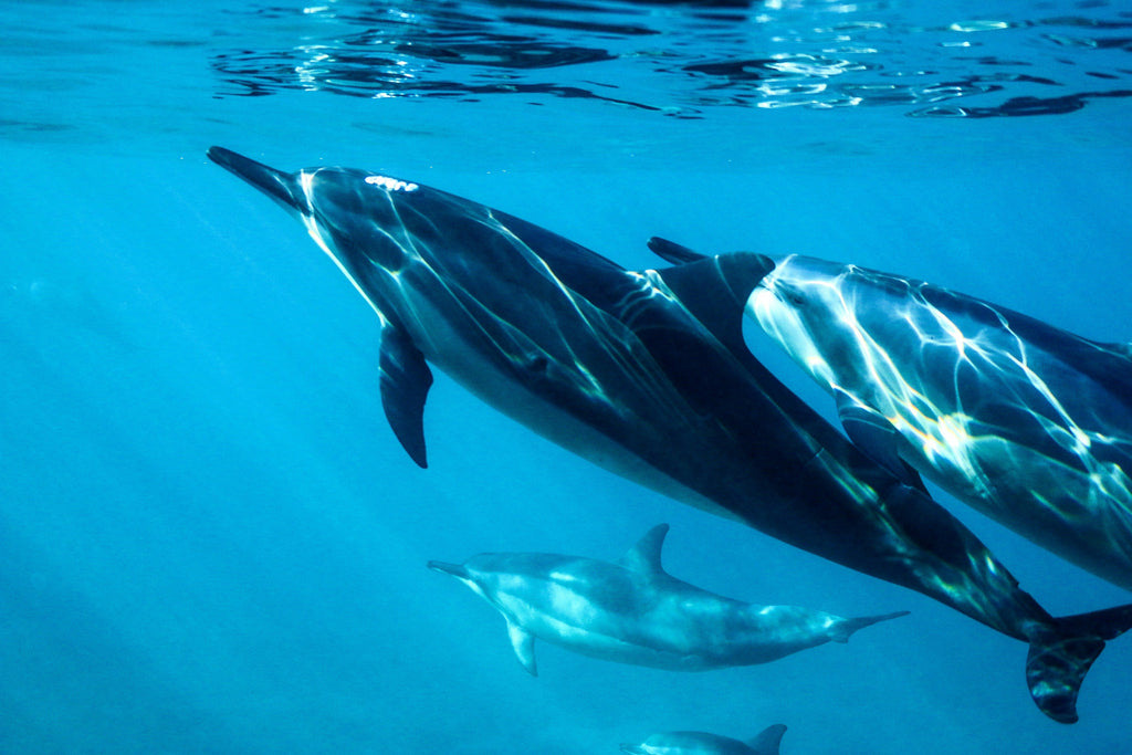 Surfing Amongst Marine Wildlife | A Peaceful Connection